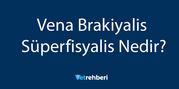 Vena Brakiyalis Süperfisyalis Nedir?