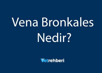 Vena Bronkales Nedir?