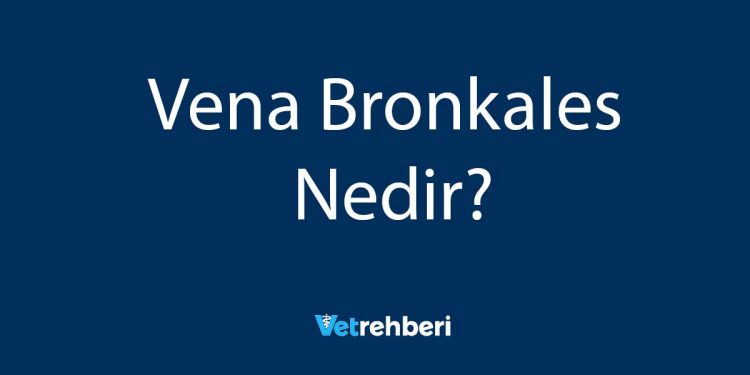 Vena Bronkales Nedir?