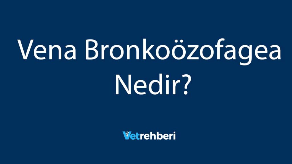 Vena Bronkoözofagea Nedir?