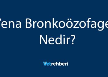 Vena Bronkoözofagea Nedir?