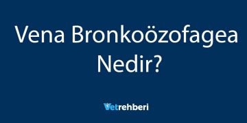 Vena Bronkoözofagea Nedir?