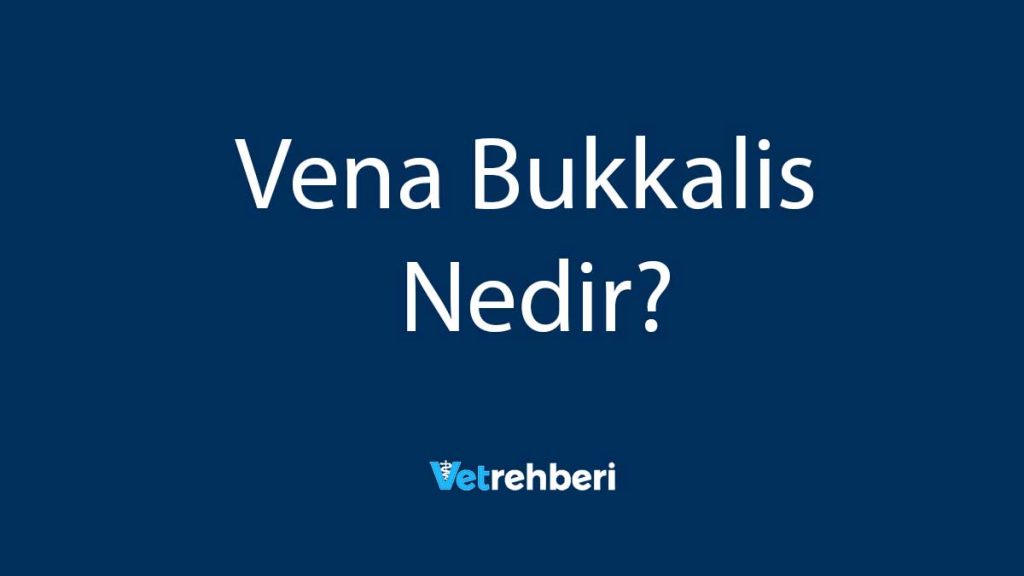 Vena Bukkalis Nedir?