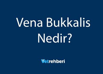 Vena Bukkalis Nedir?