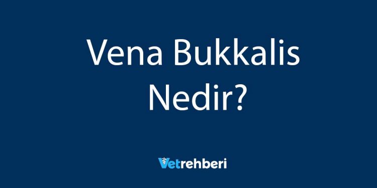 Vena Bukkalis Nedir?