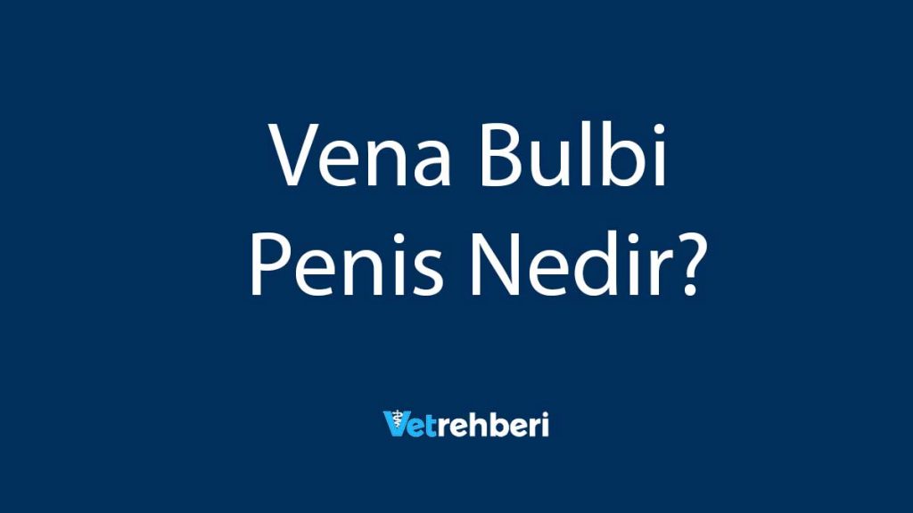 Vena Bulbi Penis Nedir?