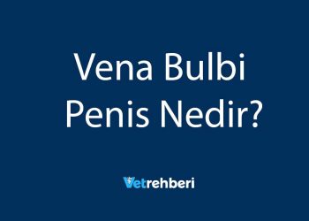 Vena Bulbi Penis Nedir?