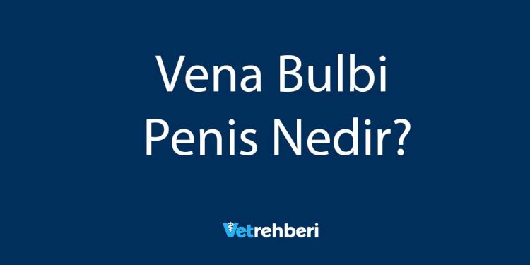 Vena Bulbi Penis Nedir?