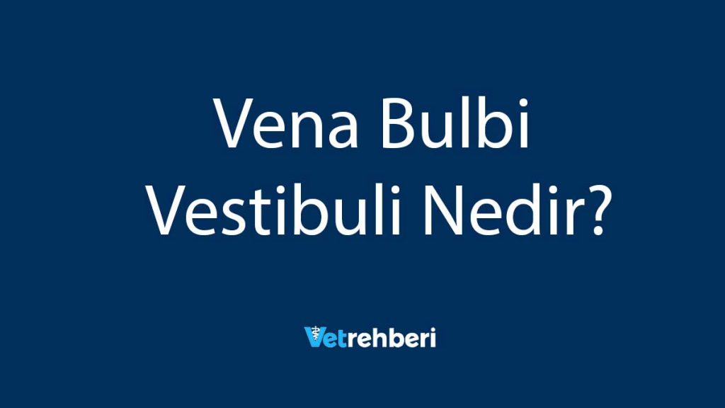 Vena Bulbi Vestibuli Nedir?