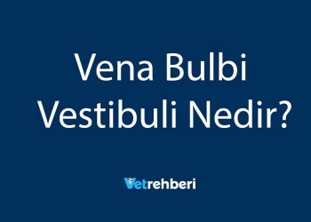 Vena Bulbi Vestibuli Nedir?