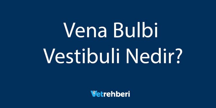 Vena Bulbi Vestibuli Nedir?