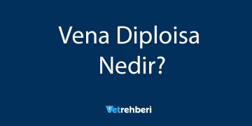 Vena Diploisa Nedir?