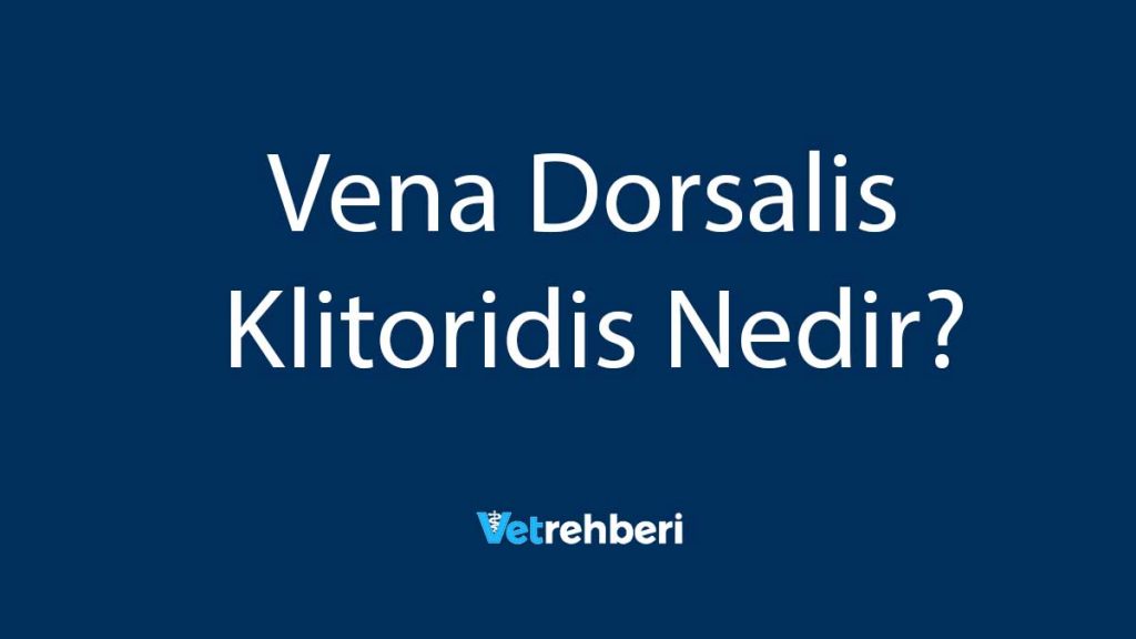 Vena Dorsalis Klitoridis Nedir?