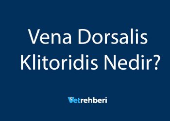 Vena Dorsalis Klitoridis Nedir?