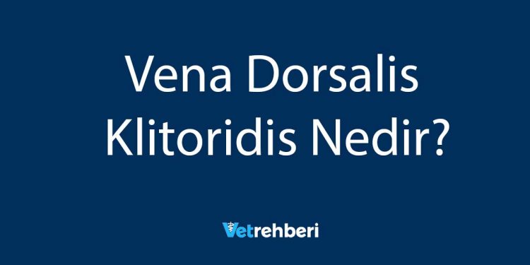 Vena Dorsalis Klitoridis Nedir?