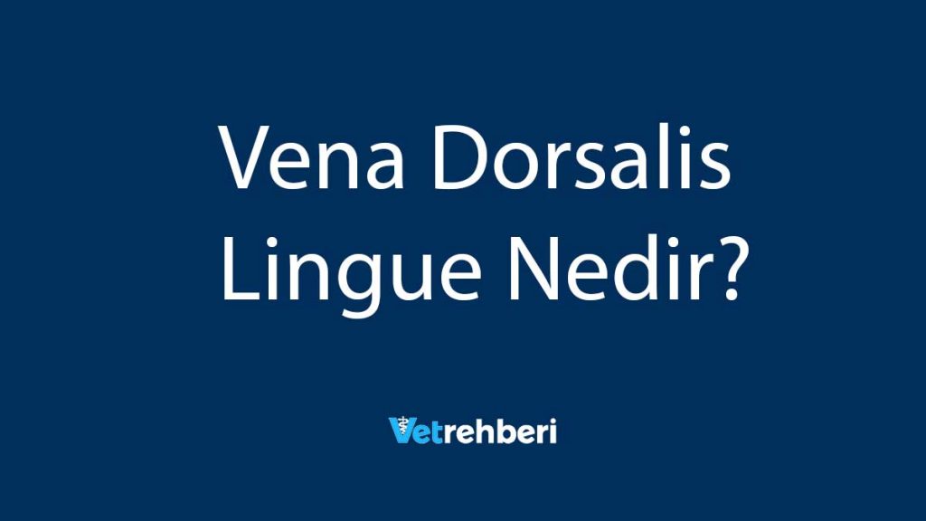 Vena Dorsalis Lingue Nedir?