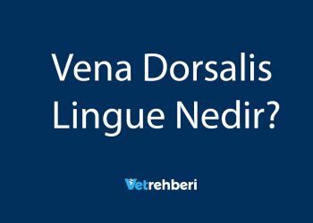 Vena Dorsalis Lingue Nedir?