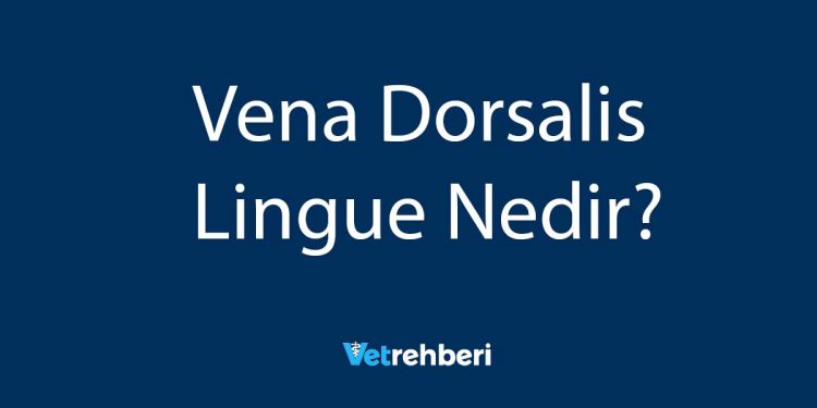 Vena Dorsalis Lingue Nedir?