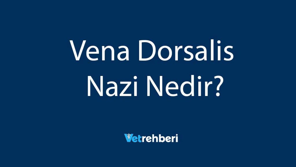 Vena Dorsalis Nazi Nedir?