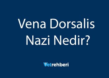 Vena Dorsalis Nazi Nedir?