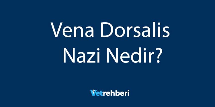 Vena Dorsalis Nazi Nedir?