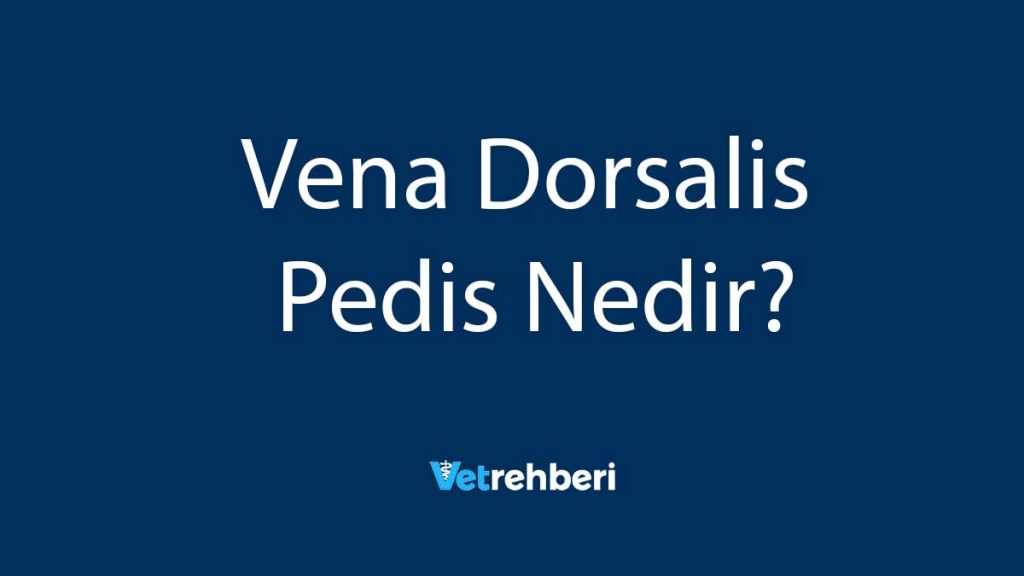 Vena Dorsalis Pedis Nedir?