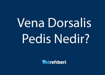 Vena Dorsalis Pedis Nedir?