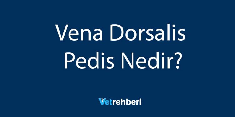 Vena Dorsalis Pedis Nedir?