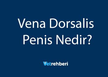 Vena Dorsalis Penis Nedir?
