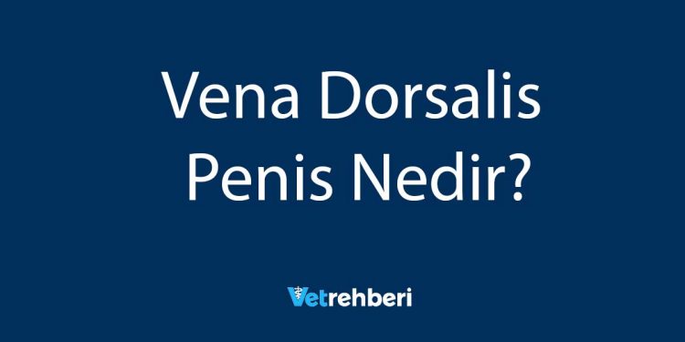 Vena Dorsalis Penis Nedir?