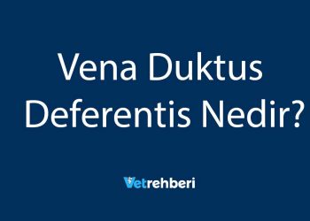 Vena Duktus Deferentis Nedir?