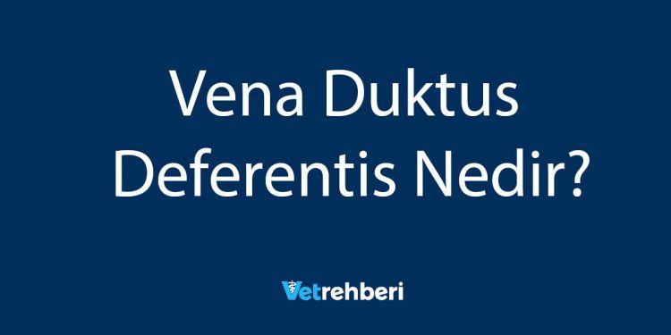 Vena Duktus Deferentis Nedir?