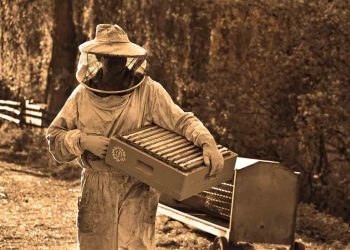 Arıcılık İçin Gerekli Malzemeler Nelerdir?