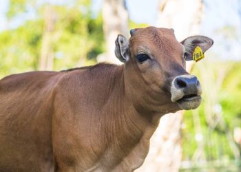 İneklerin Gebelik Süresi