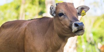 İneklerin Gebelik Süresi