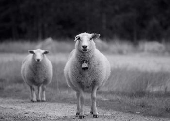 Koyun ve Keçilerde Mikoplazma Atıkları