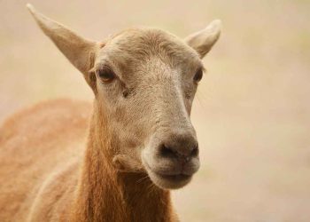 Koyun ve Keçilerin Gangrenli Meme Yangıları