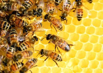 Bal Arılarında Koloni ve Görevleri