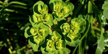 Çiftlik Hayvanlarında Sütleğen Zehirlenmesi