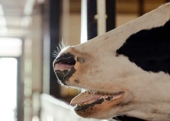 Çiftlik Hayvanlarında Üre Zehirlenmesi