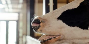 Çiftlik Hayvanlarında Üre Zehirlenmesi