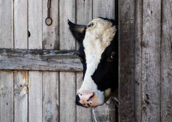 İneklerde Amiloidosis