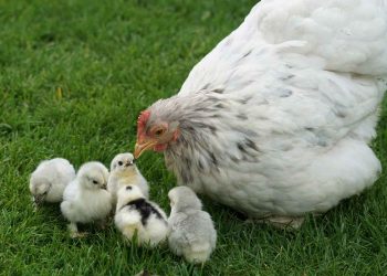 Kanatlılarda Fizyolojik ve İçgüdüsel Davranışlar