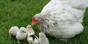 Kanatlılarda Fizyolojik ve İçgüdüsel Davranışlar