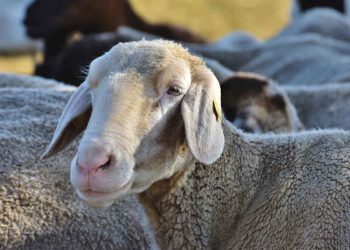 Koyunlarda Eklem Yangıları