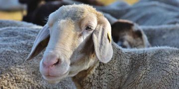 Koyunlarda Eklem Yangıları