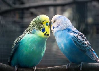 Muhabbet Kuşunun Erkek mi Dişi mi Olduğu Nasıl Anlaşılır?