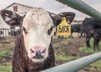 Sıyrıntılı İshal