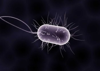 Trueperella Her Yerde