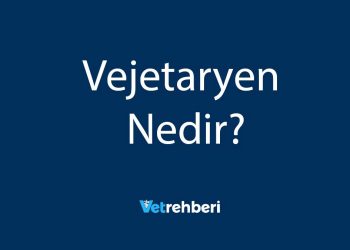 Vejetaryen Nedir?